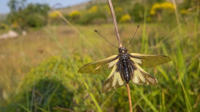 A Field Review Of The Astrhori 18mm F8 Probe Lens