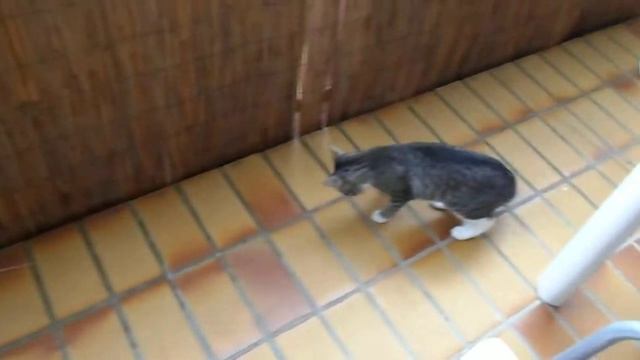 Testvideo Samsung PL210 / Katzen in Action смотреть онлайн