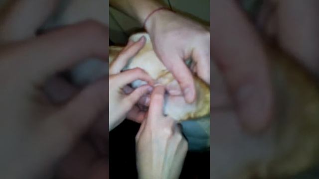 Чистка собаки #2 смотреть онлайн