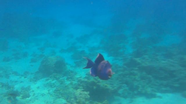 рыба спинорог Голубой псевдобалист, коралловый риф xperience sea breeze resort 5*, Egypt, March 201 смотреть онлайн