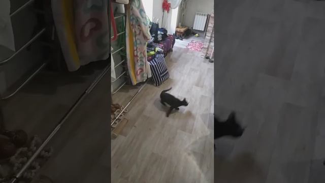 я челокот смотреть онлайн
