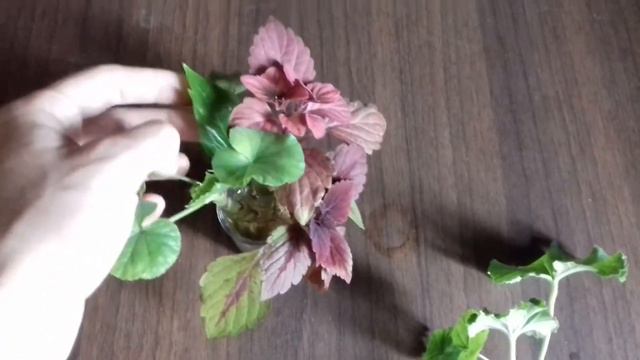 Когда и как черенковать пеларгонию.100% укоренение черенков смотреть онлайн