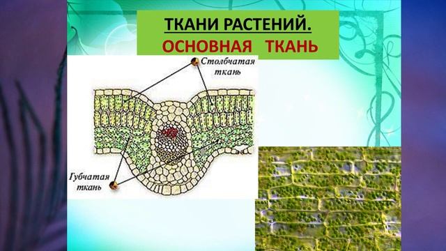 §5 "Ткани растений и животных", Биология 6 класс, Сивоглазов. смотреть онлайн