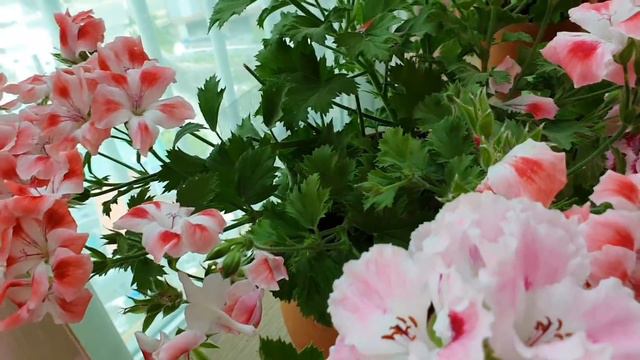리갈제라늄들 영상 Regal Pelargoniums. смотреть онлайн