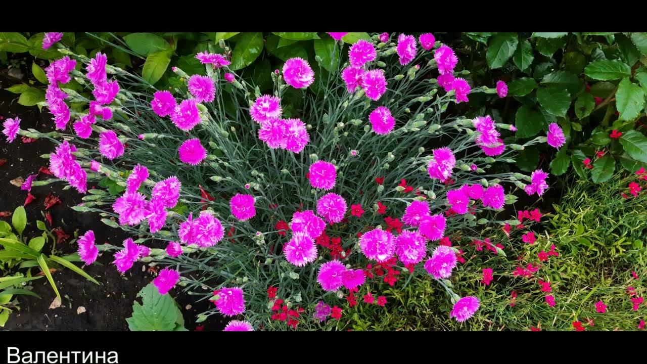 Гвоздика и колокольчик в моем саду. И красивая музыка... 5 минут релакса... смотреть онлайн