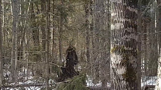 Воспитание щенка лайки для охоты. Каче- 4.5 месяца. смотреть онлайн