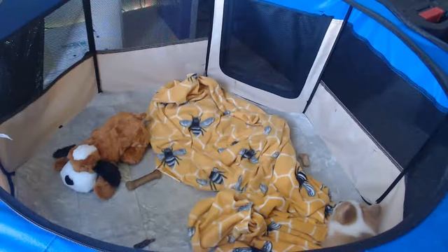 Java Bean morning Corgi Cam смотреть онлайн