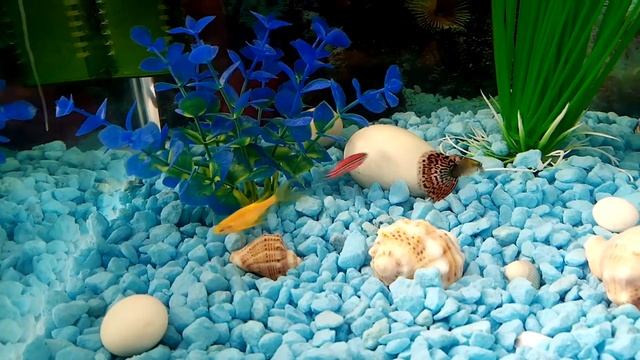 Как самка Данио нерестится в общем аквариуме. смотреть онлайн