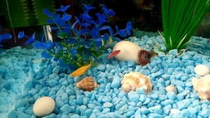 Как самка Данио нерестится в общем аквариуме.