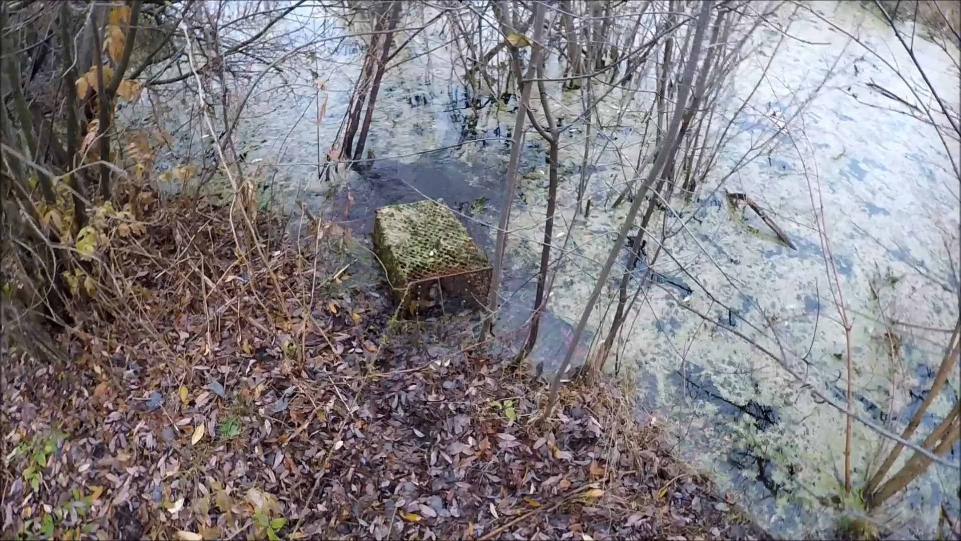 Закрытие охоты на ондатру 2022 (Будни охотника и рыбака) смотреть онлайн