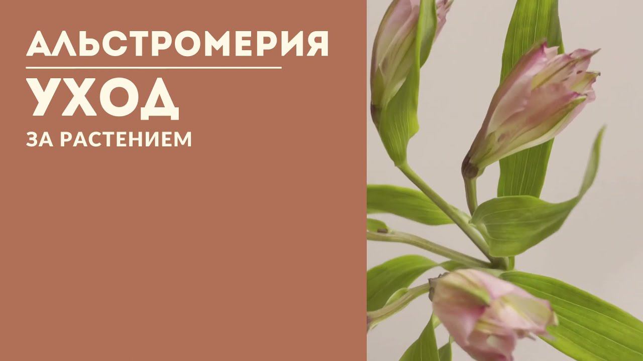 Альстромерия. Уход за растением смотреть онлайн