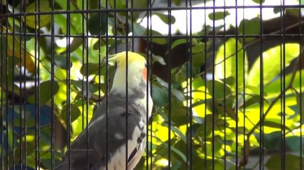 Pied Cockatiel Singing Sounds (Tono), Cockatiel Calls - Natural Song