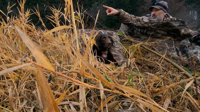 BANDED Gadwall on Columbia River. Duck Hunting with my Small Munsterlander смотреть онлайн