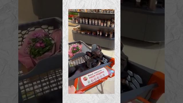 Французькі Бульдоги в Світі Кумедних Відео ТікТок 🐾😂 смотреть онлайн