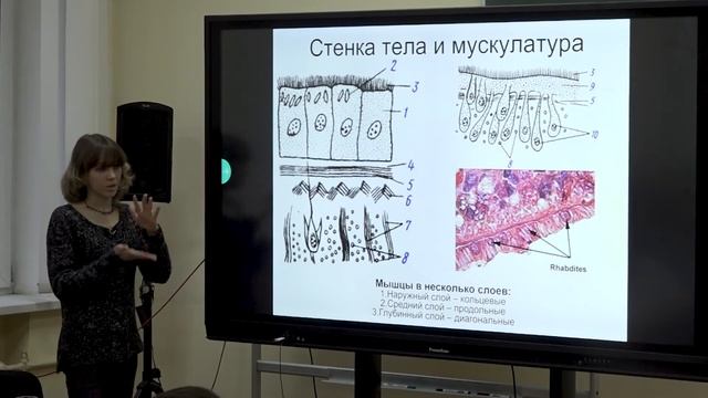 Биология.  Борисанова А. О.  Зоология беcпозвоночных.  Сцифоидные