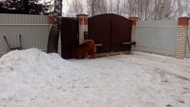 Тибетский мастиф питомник Афоня Бабусэнге 10 смотреть онлайн