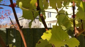 Виноград "Солярис". Хорошо ли у него зреет лоза?