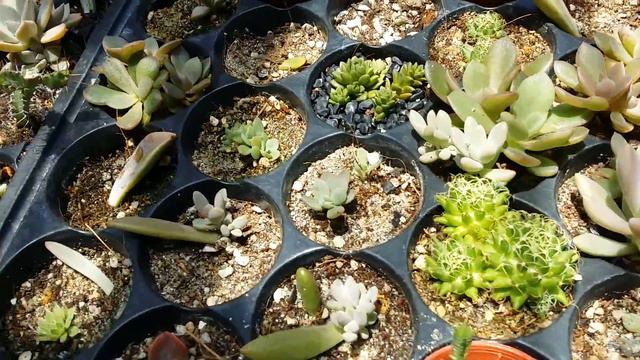 Echeveria super easy to grow смотреть онлайн