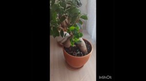 Фикус Гинсенг результат пересадки в безземельный субстрат результат на лицо