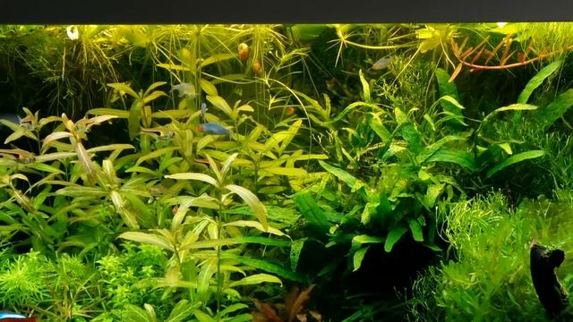 Sawbwa resplendens смотреть онлайн