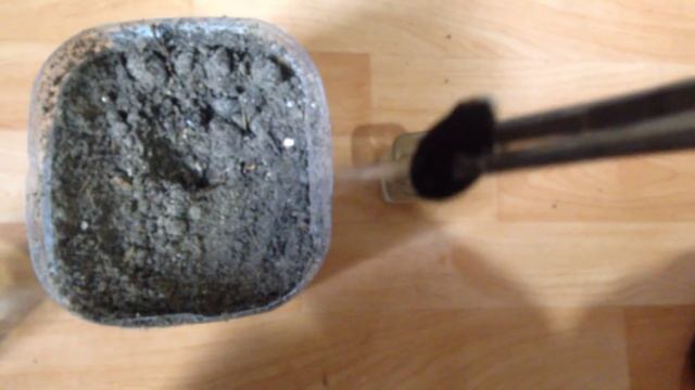 1# Высаживаем арбузы на рассаду (ответ на вопрос подписчиков) смотреть онлайн