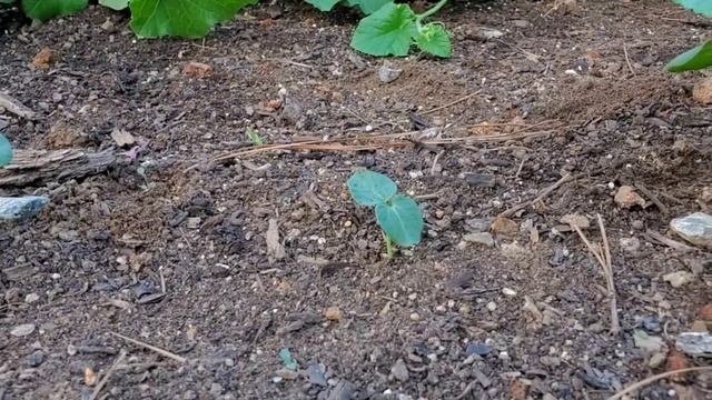 How to Grow Okra In Raised Beds or Containers |From Seed to Harvest| смотреть онлайн