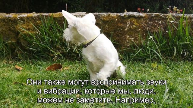Мистические явления: как собаки чувствуют приближение гостей? смотреть онлайн