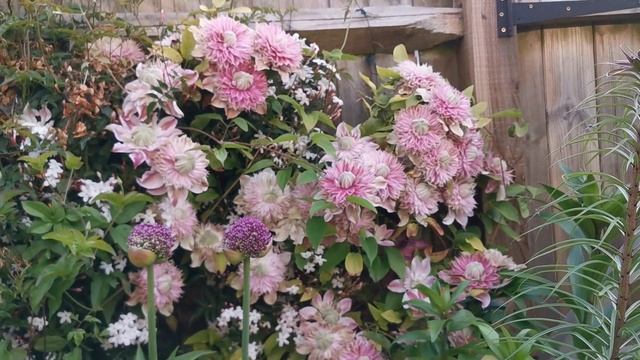 Growing double flowered pink Clematis Josephine / Evijohill , the biggest flowers of my climbers смотреть онлайн