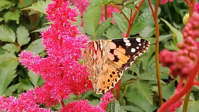 Painted lady butterfly 🦋 on Astilbe flowers 🌸🌸🌸 смотреть онлайн