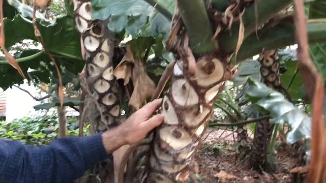 Philodendron Evansii смотреть онлайн