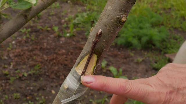 Лучший способ прививки деревьев для начинающих. Паразитарная прививка деревьев. смотреть онлайн
