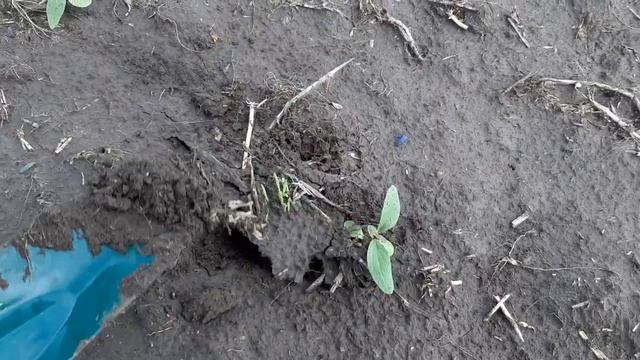 Всходы подсолнечника будут.Посеяный после ячменя 21.06.2020 смотреть онлайн