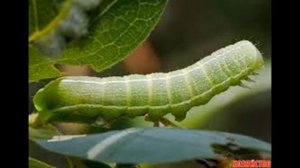 КАК БОРОТЬСЯ С ГУСЕНИЦЕЙ?