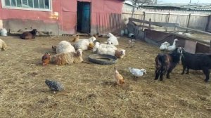 Сарай своими руками часть 6. Большой сарай своими руками. Жизнь в деревне