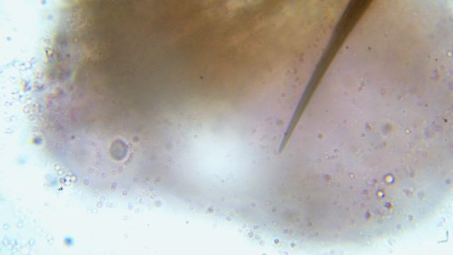 Зоология для Всех