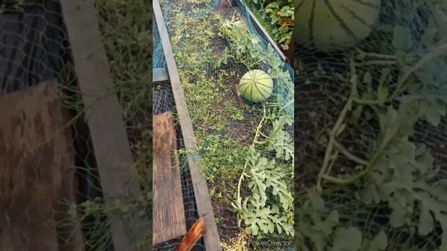 Ещё один жёлтоплодный арбуз, Голден Тайгер. смотреть онлайн