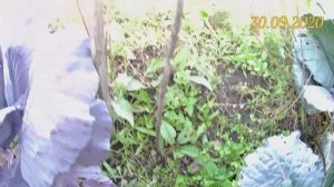 Колоновидная черешня Хелена. Рост и развитие саженца за сезон. Выращивание черешни в Челябинске