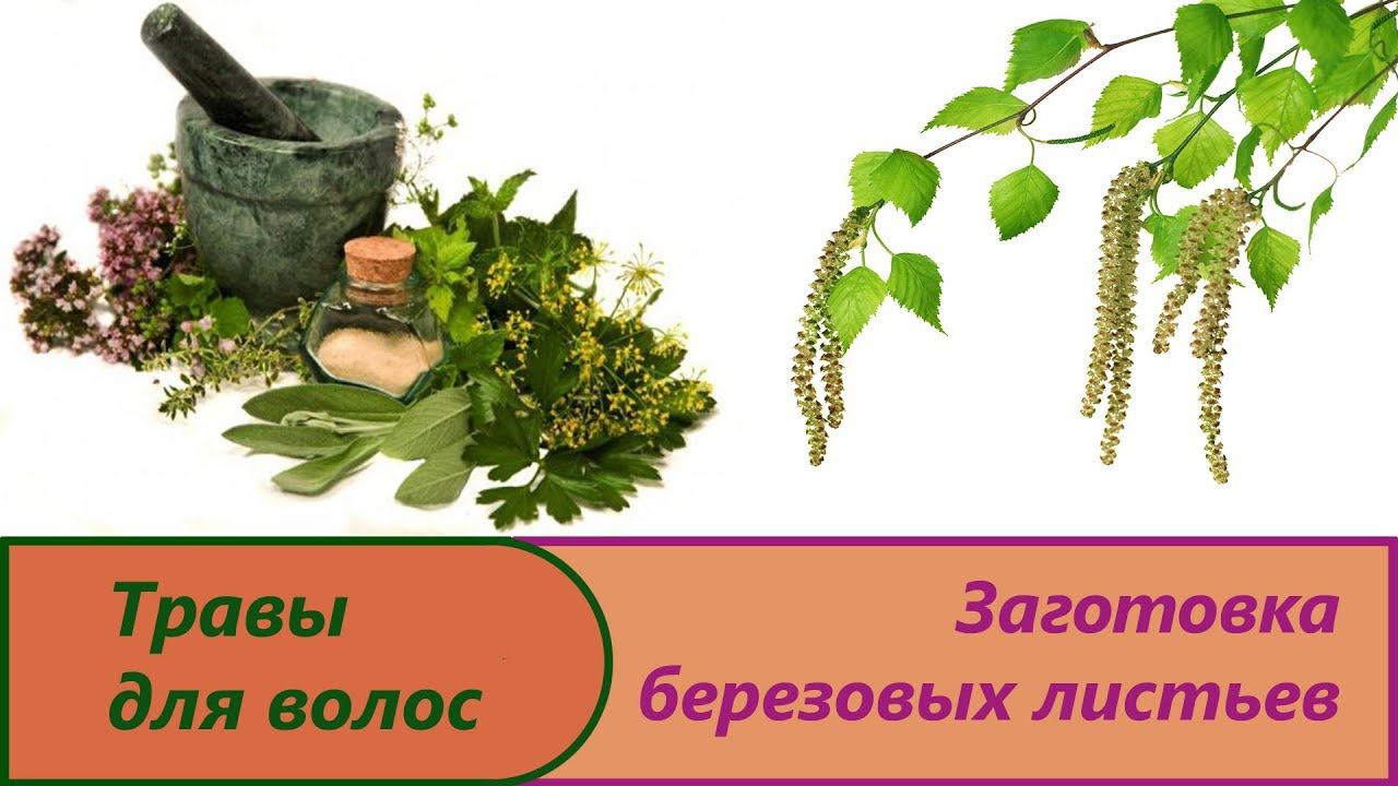 Заготовка листьев березы. Сушим и размельчаем в блендере листья до состояния порошка. Береза на зиму