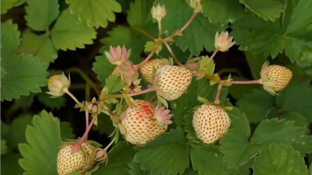 Символика цвета в истории - 5. Синий и зеленый смотреть онлайн