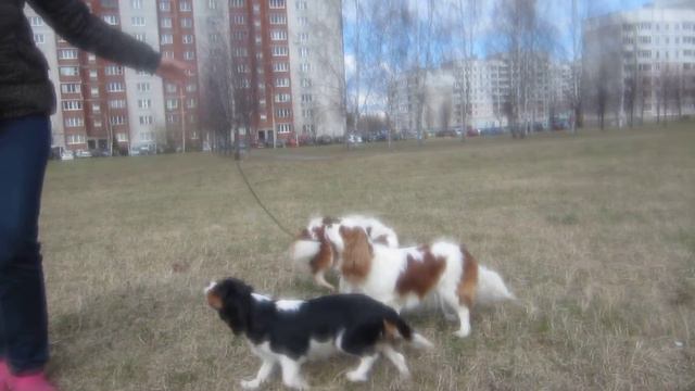 Лелива АделаидаАлисе смотреть онлайн