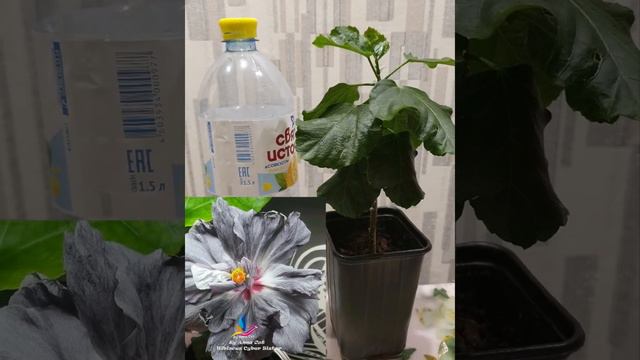 Продажа сортовых гибискусов смотреть онлайн