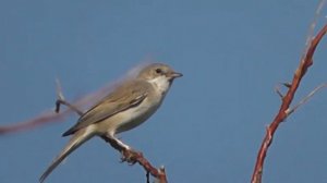СЕРАЯ СЛАВКА  В ПЕНИИ