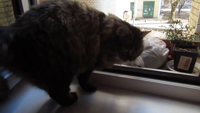 Кот Тихон завтракает, гуляет в своем саду и проверяет запасы провизии. смотреть онлайн