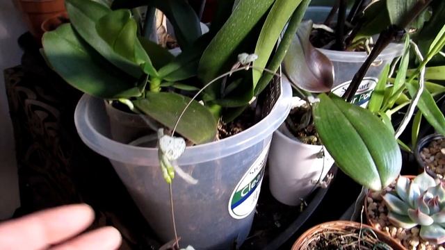 My Ceropegia woodii - String of Hearts Plant in Flower on Valentine's day смотреть онлайн