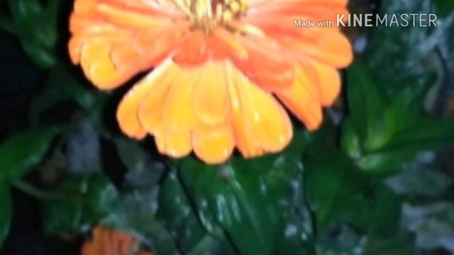Зама "Иордани". Там походу Ц1а жим сурт хьума смотреть онлайн