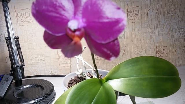 САМООМОЛОЖЕНИЕ У ОРХИДЕИ смотреть онлайн