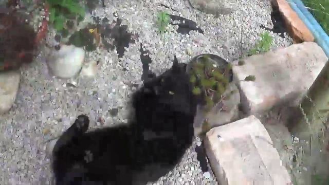 Echeveria affinis new growth - Update смотреть онлайн