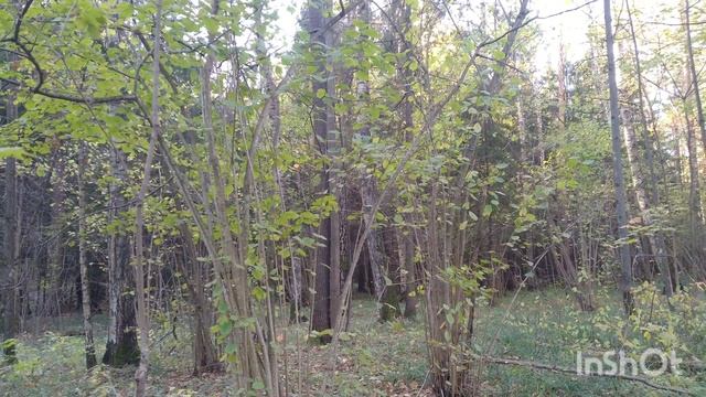 Октябрьский лес/October forest 13.10.2023 смотреть онлайн