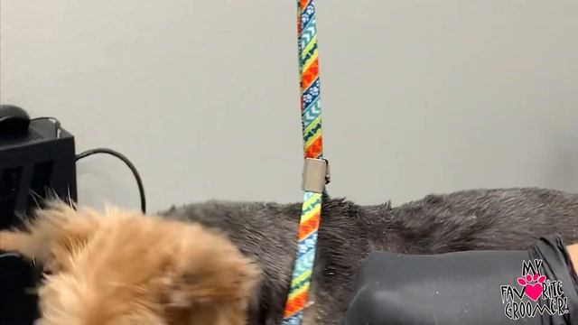 Poor Yorkie Gets Ears Plucked And Cleaned смотреть онлайн