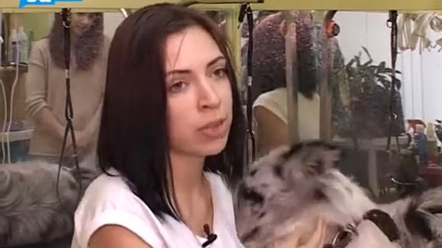 Усатые-пернатые: стресс у собаки смотреть онлайн